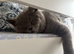 British shorthair kitten