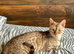 Bengal Albino & Snow Lynx Kittens, TICA Registered. Delivery in October it’s available!!