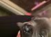 Stunning litter of blue Staffordshirebull terrier puppy's litter of 7 only 4 boys left
