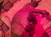 Sphynx kittens with 5 generation certificate