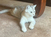 Silver British short hair kitten
