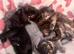 5 beautiful half Maine coon female kittens