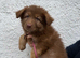 Stunning kc registered liver and tan carrying Isabella German shepherd pups