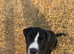English ball dog cross collie