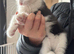 Fluffy tabby kittens