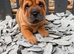 4 males 1female sharpies 8 weeks old ready now £995