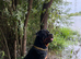 Roman chunky Rottweiler