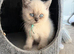 Gorgeous shorthair kitten looking for his forever home!