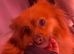 pomeranian puppys