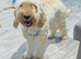 Female cockapoo