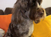 Beautiful Chocolate Merle Labradoodle