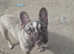 KC REG French bulldog for stud only