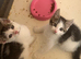 British shorthair cross kittens
