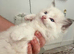 Ragdoll kittens male bio colour