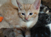 Ragdoll X kittens ready now