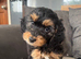 Cockapoo