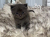 Half ragdoll kittens