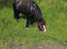 12-2 5yrs old mini cob gelding