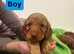 Cockapoo puppies