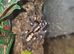 Adult Female P Metallica