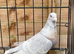 RARE COLOURED REDUCED RACING PIGEON