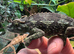 Jackson chameleons for sale  males one female