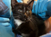 Kittens mixed breed