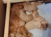 Ruby Cavalier King Charles Spanniel puppies