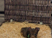 Miniature Jack Russell boys