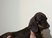 For sale chocolate 8weeks old boy