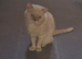Beautiful British Shorthair Male cat