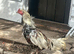 2 adult hens and 1 male