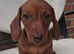 Mini Dachshund Puppy