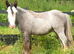 Silver - Sweet Blue Blagdon Cob Yearling Gelding