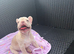 Cream Female French bulldog
