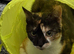 Adult cat