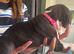 8 Cane Corso cross mastiff chunky puppies for sale