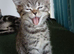 Bsh.Scottish straight mix.