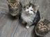 8 kittens