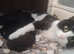 Adorable kittens