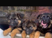 5 German Shepherd puppies long coat