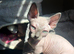 Bambino Sphynx Kittens Ready