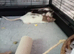 Three female rats for sale!