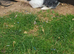 Sabrina the rabbit