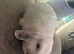 1 Beautiful Pure Mini Lops
