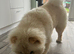 Chow chow for rehoming