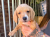 9 cockapoo cross beagle pups for sale