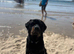 Male Rottweiler