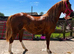 Welsh section b 2yo filly