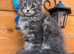 GCCF Fully Registered Maine Coon Kittens